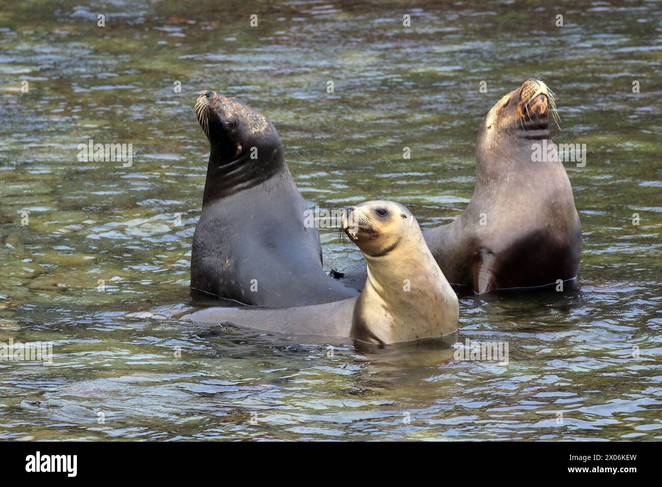 Südlicher Seelöwe, südamerikanischer Seelöwe, patagonischer Seelöwe (Otaria flavescens, Otaria byronia), drei südliche Seelöwen im Flachwasser, Argent Stockfoto