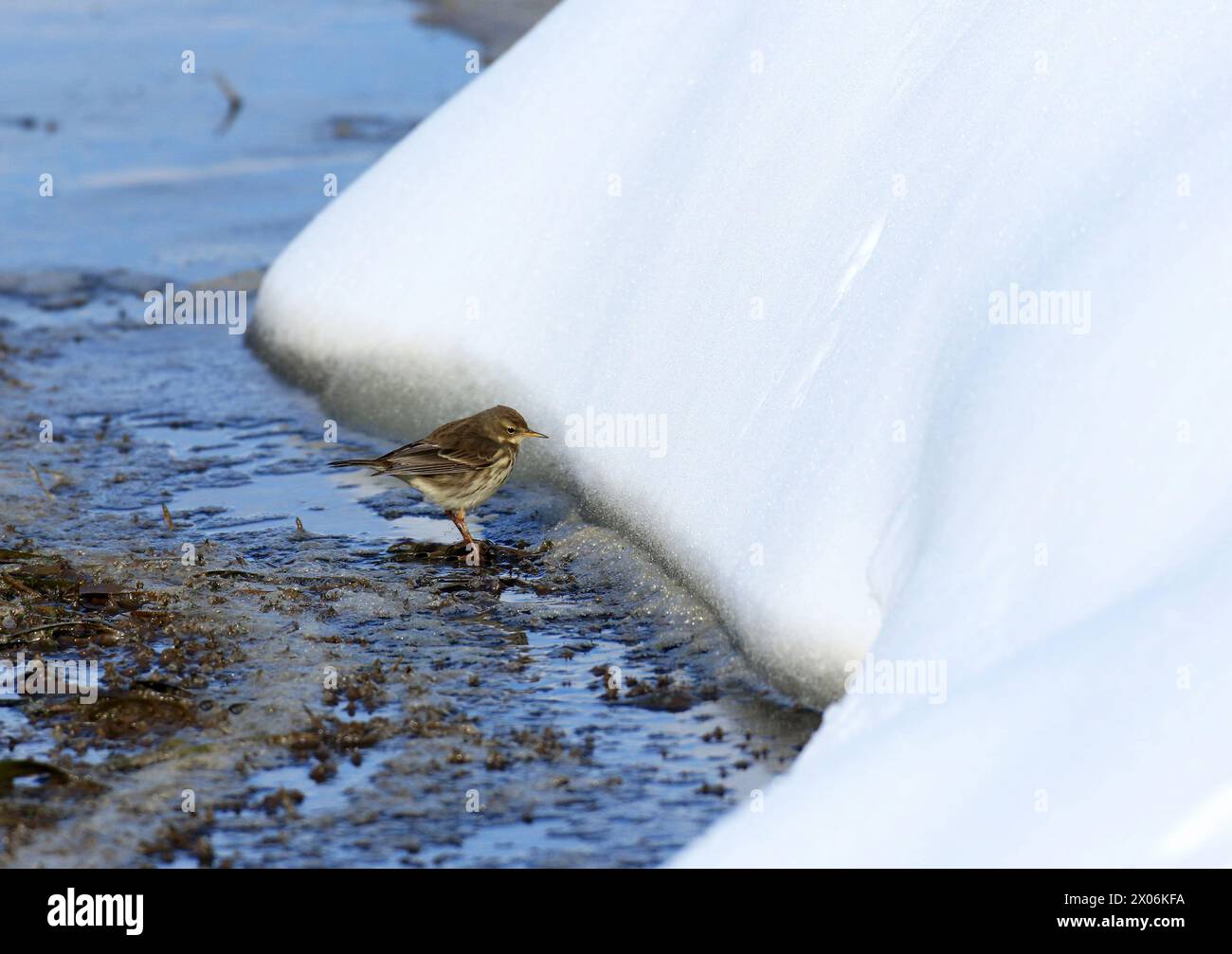 Wasserpipit (Anthus spinoletta), eine Wasserpipit im Schnee, Niederlande, Noord-Brabant Stockfoto