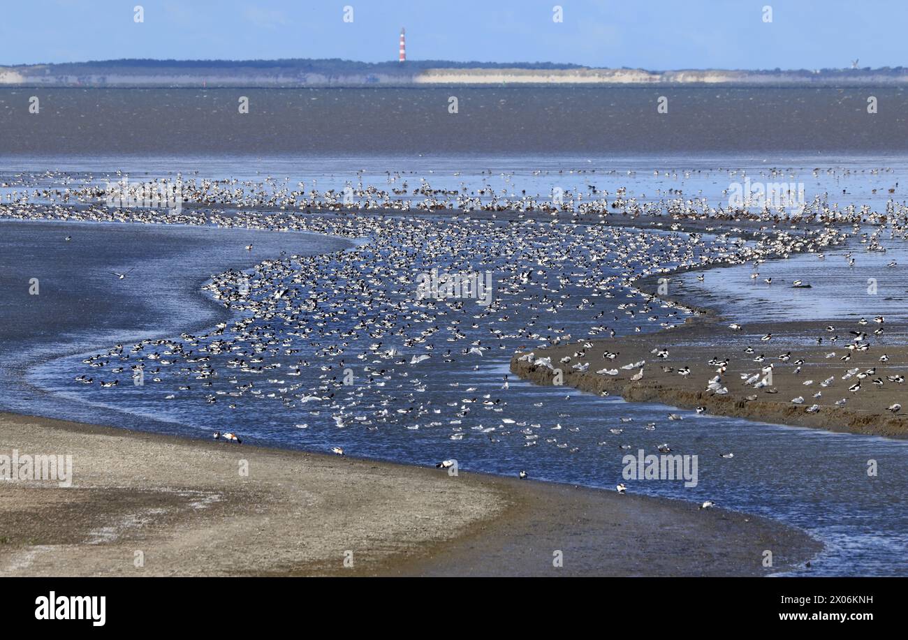 Schwarm im Wattenmeer, Leuchtturm auf Ameland im Hintergrund, Niederlande, Friesland Stockfoto