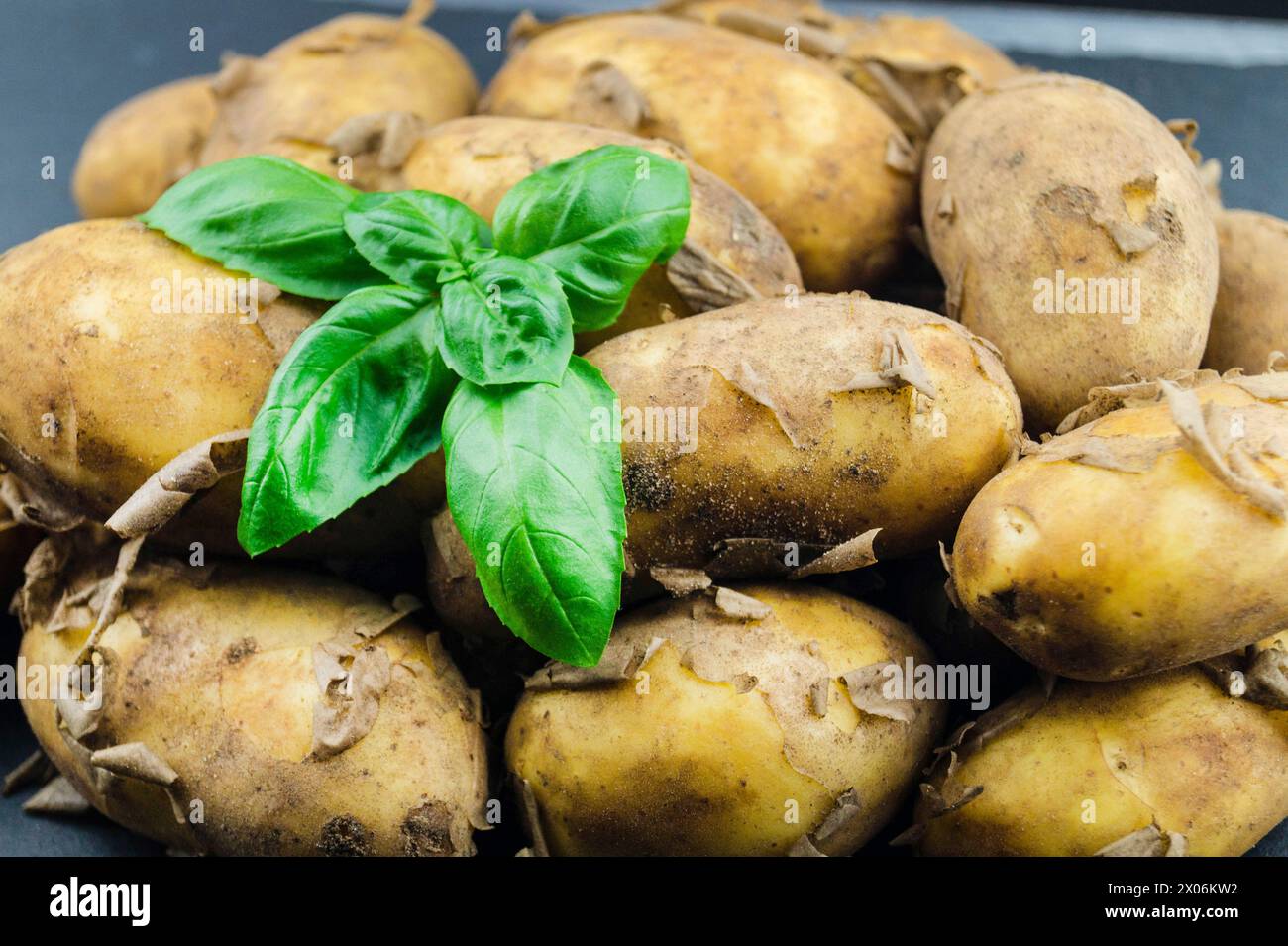 Kartoffel (Solanum tuberosum), Kartoffelknollen mit Basilikumblättern, neue Ernte Stockfoto