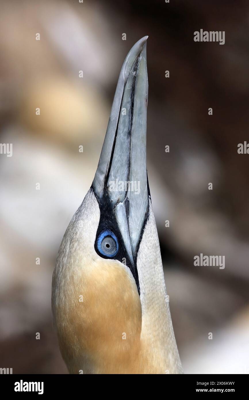 nördliche Tölpel (Sula bassana, Morus bassanus), Look up, Portrait, Vereinigtes Königreich, Schottland Stockfoto