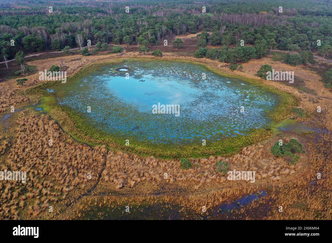 Fast ausgetrockneter Teich in der Strijbeekse Heide wegen fehlendem Regen, Niederlande, Noord-Brabant, Strijbeekse Heide Stockfoto