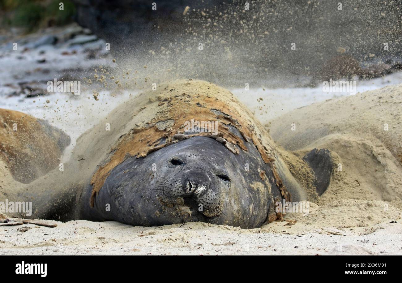 Die südliche Elefantenrobbe (Mirounga leonina), die sich ansiedeln. Wenn sie am Strand liegen, bedecken sie sich mit Sand zum Abkühlen. Argentinien, Falkland Stockfoto