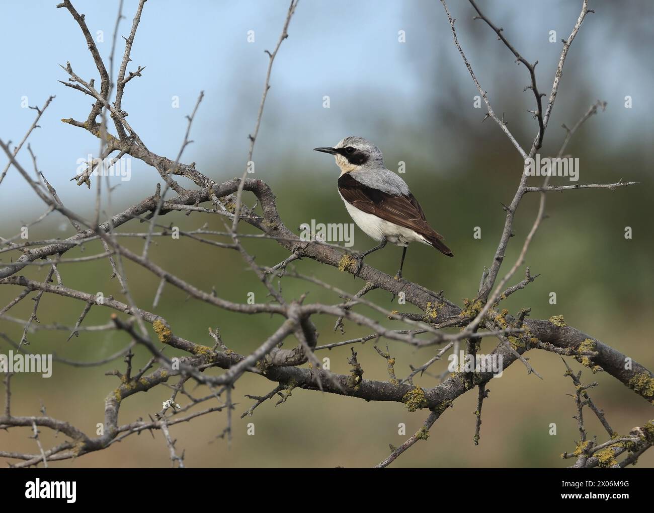 nordkahne (Oenanthe oenanthe), männlich in einem Sträucher, Rumänien Stockfoto