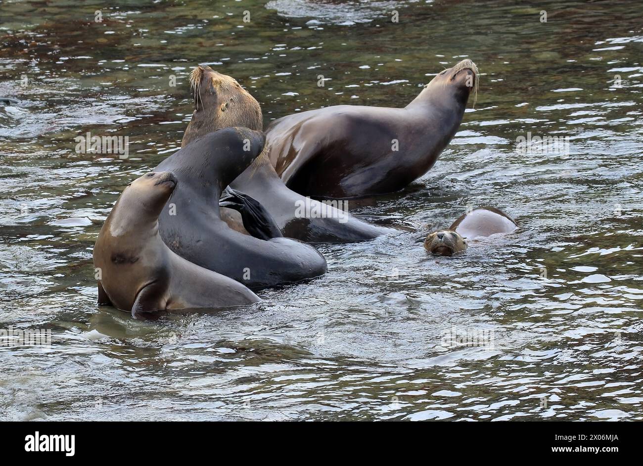 Südlicher Seelöwe, südamerikanischer Seelöwe, patagonischer Seelöwe (Otaria flavescens, Otaria byronia), drei südliche Seelöwen im Flachwasser, Argent Stockfoto