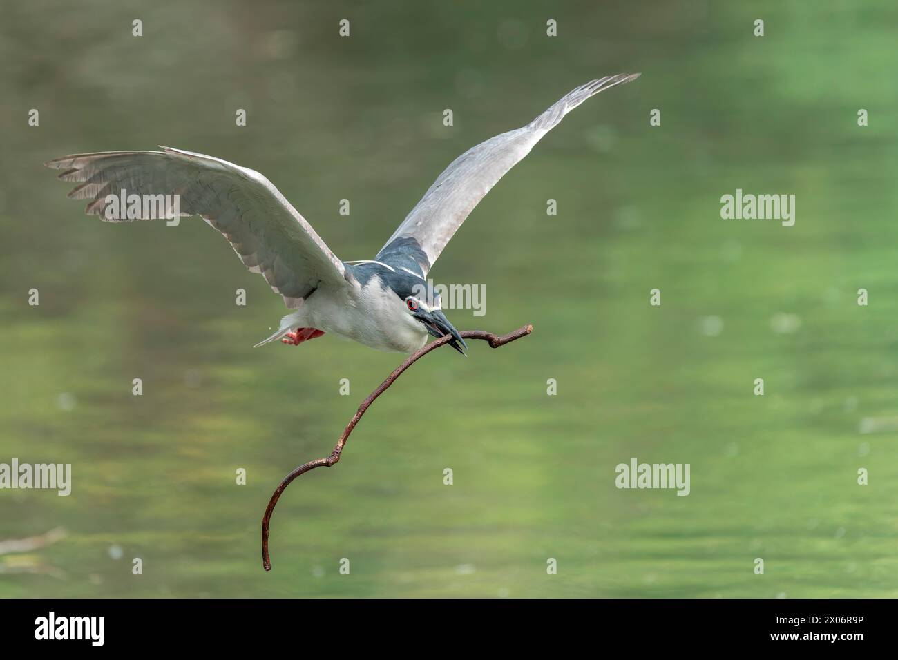 Schwarz gekrönter Nachtreiher im Flug mit Nestmaterial im Schnabel Stockfoto