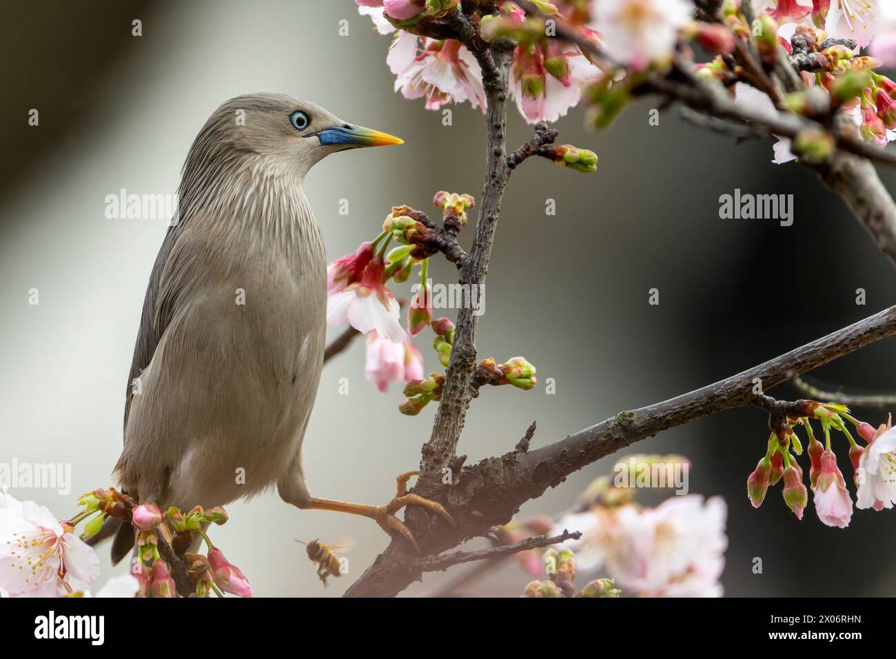 Kastanienschwanz Starling, Sturnia malabarica, Vogel isst Nektar von Kirschblüten in Taiwan Stockfoto