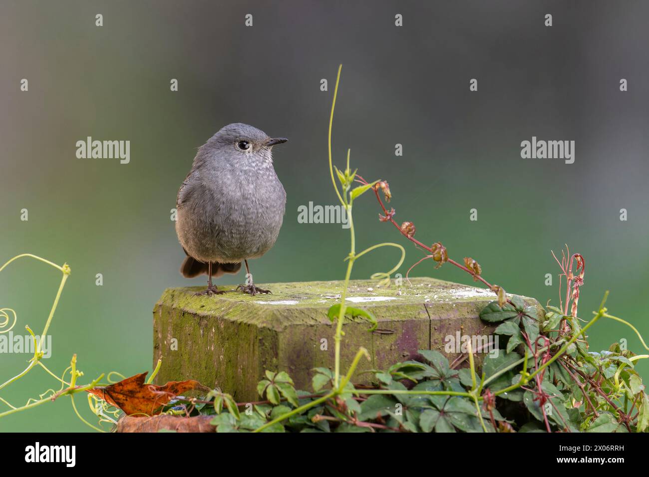 Plumbeous Water Redstart, Phoenicurus fuliginosus, Vogel auf einem Baum, Vogel auf einem Felsen, Stockfoto