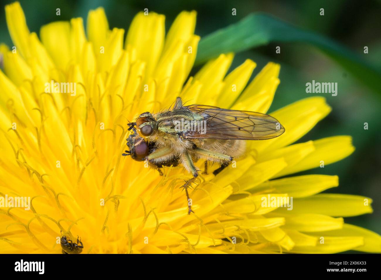 Makro einer fleischfressenden Dungfliege (wahrscheinlich Scathophaga sp), die mit Beute auf einem Löwenzahn thront. Hawthorn Hive, Nordostengland Stockfoto