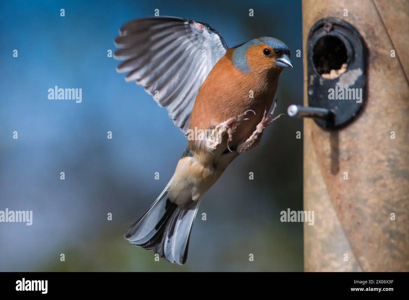 Ein eurasischer Kaffinch (Fringilla coelebs), der auf einem Vogelfutterhäuschen landet, mit Flügeln nach hinten gefegt und die Füße ausgestreckt Stockfoto