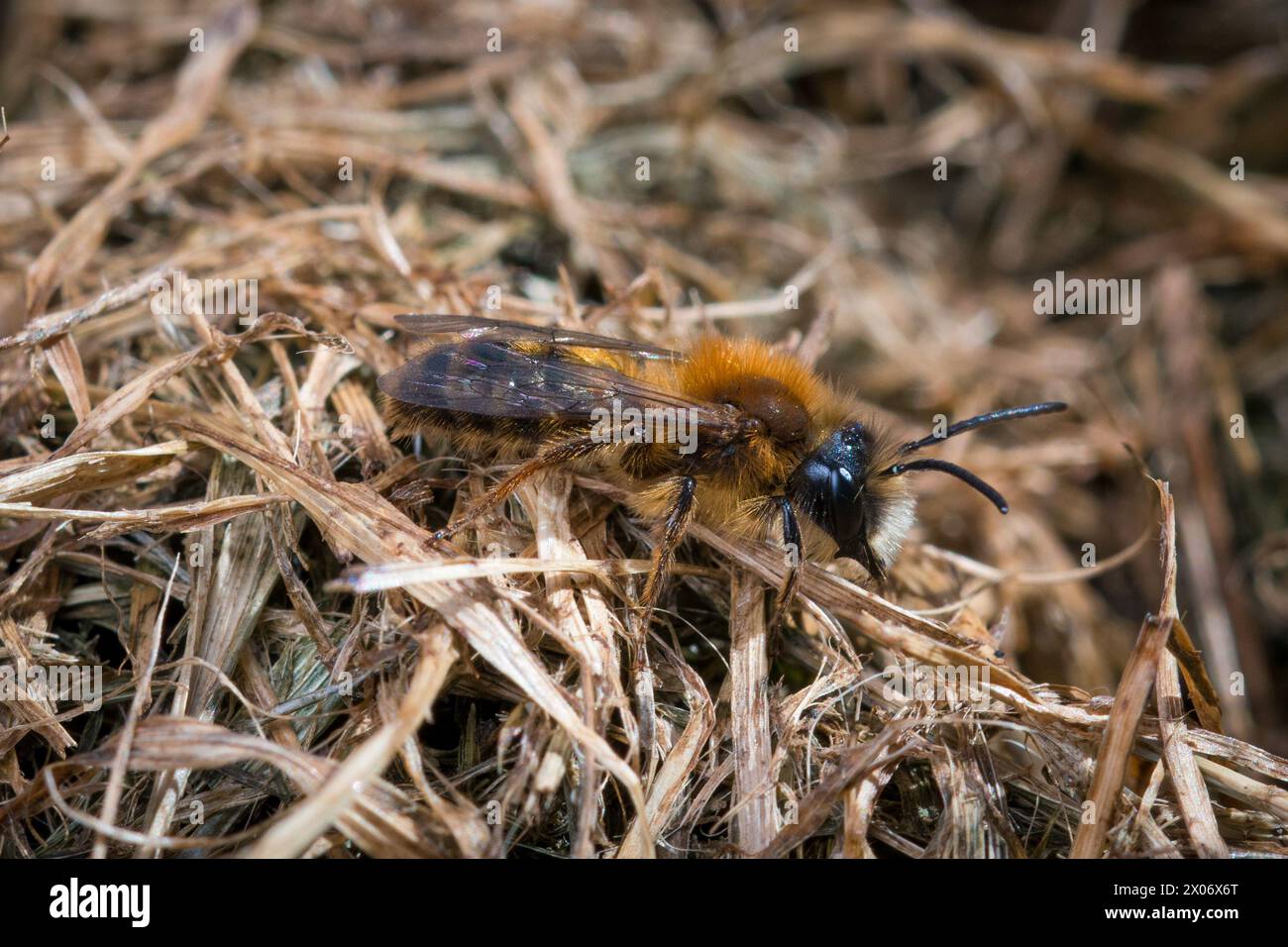 Eine männliche Bergbaubiene, wahrscheinlich die gelbbraune Bergbaubiene (Andrena fulva), die sein Fell aus Ingwer Fuzz und weißen Einstein Schnurrbart trägt! Ryhope, Sunderland, Großbritannien Stockfoto