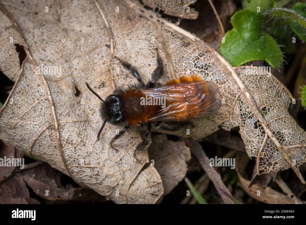 Eine weibliche, gelbbraune Bergbaubiene (Andrena fulva), die ihr ordentliches Ingwerfell trägt. Ryhope Cemetery, Sunderland, Großbritannien Stockfoto