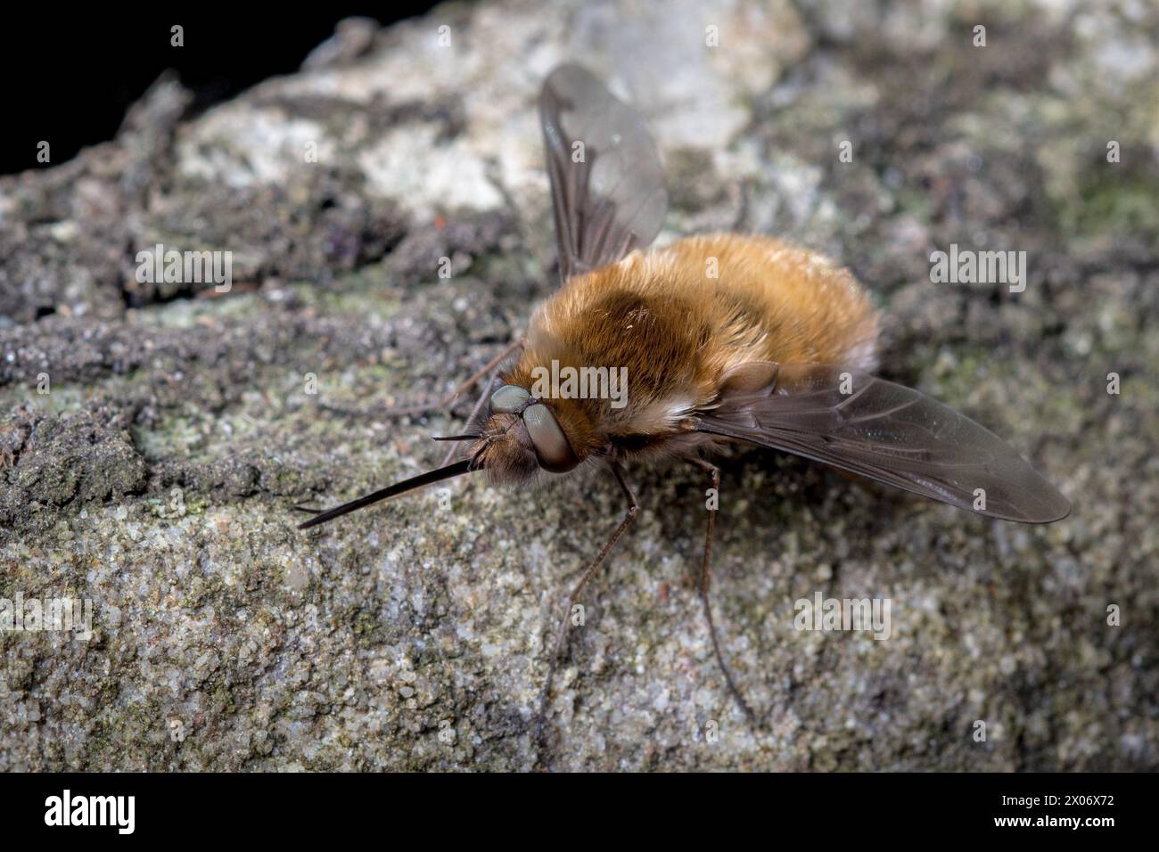 Eine dunkelschneidige Bienenenfliege (Bombylius Major), die wie ein Alien-Jet-Flugzeug aussieht. Ryhope Cemetery, Sunderland, Großbritannien. Stockfoto