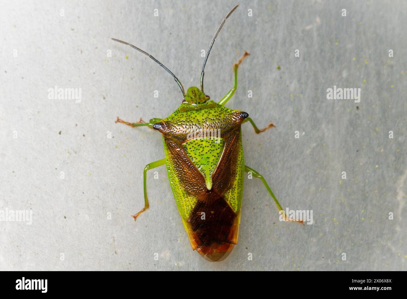 Ein auffällig gemusterter Weißdornschildkäfer (Acanthosoma haemorrhoidale). Ryhope Cemetery, Sunderland, Großbritannien Stockfoto