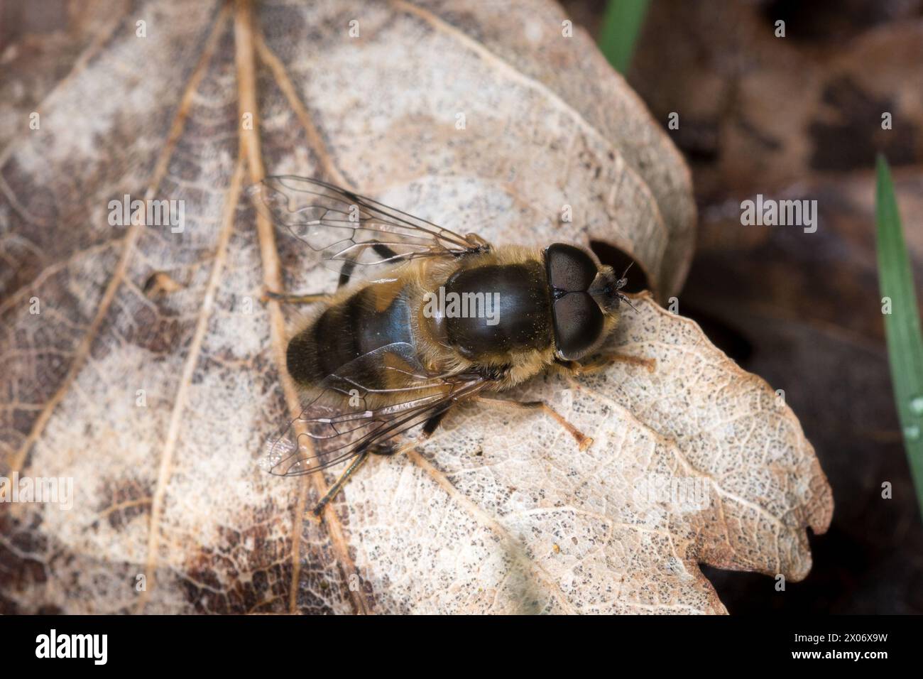 Eine große hoverfly (Eristalis sp), die auf einem braunen toten Blatt ruht. Waldridge Fell, County Durham, Nordostengland Stockfoto