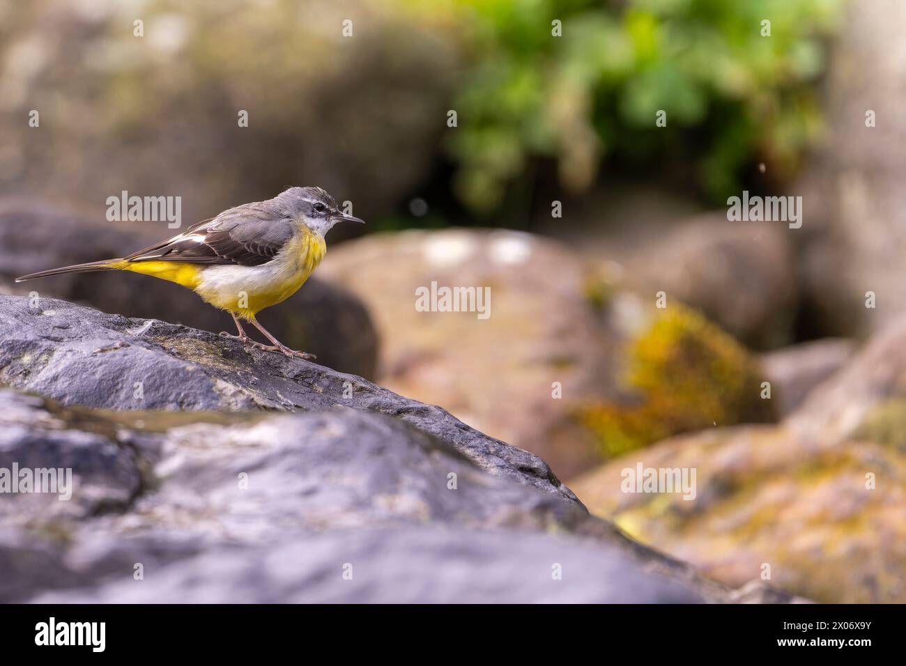 Grauschwanz, Motacilla cinerea Vogel, der auf Felsen neben dem Fluss sitzt, Vogel im grünen Gras, Vogel auf der Suche nach Nahrung Stockfoto