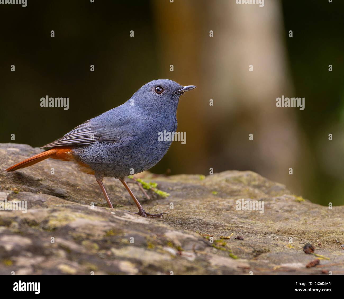 Plumbeous Water Redstart, Phoenicurus fuliginosus, Vogel auf einem Baum, Vogel auf einem Felsen, Stockfoto