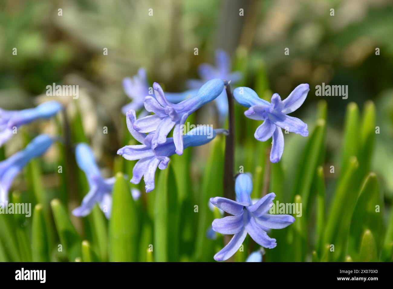 Wunderschöne Glockenblumen im Frühlingsgarten, blaue Blumen, Sonnenlicht, Nahaufnahme. Stockfoto