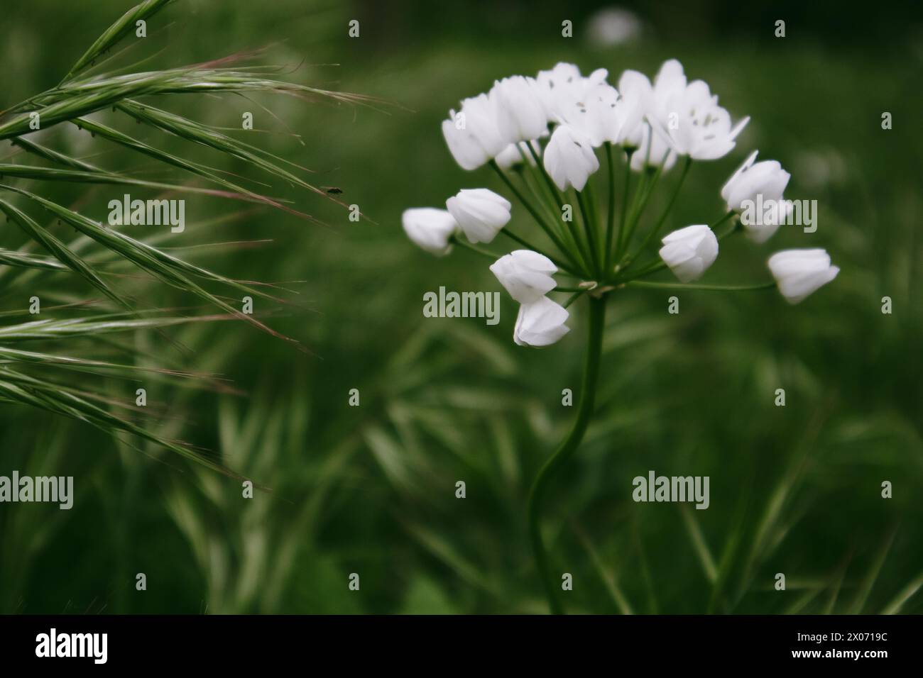 Weiße blühende Blumen im Frühlingsgarten. Frühlingsblühende Pflanze auf dunkelgrünem Hintergrund. Allium neapolitanum (Naples Leek) Maltesische Inseln Flora Stockfoto