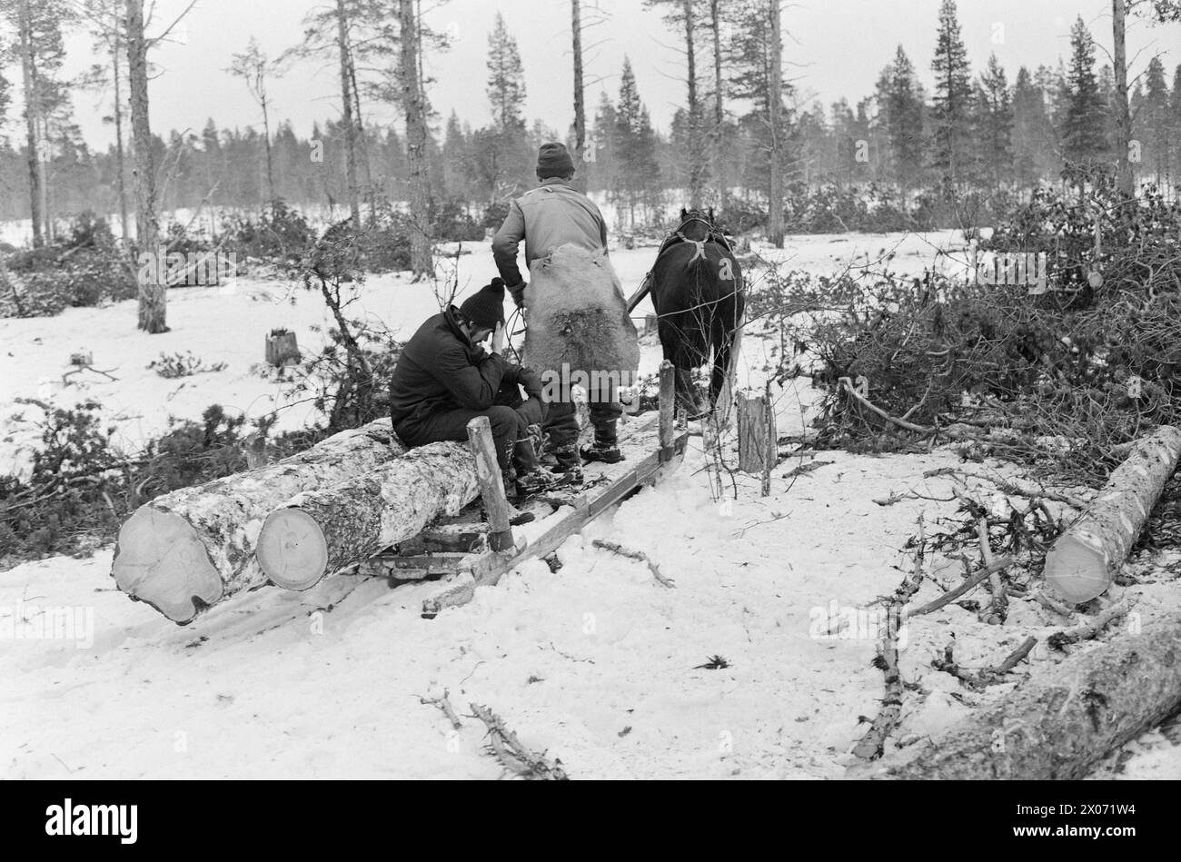 Tatsächlich 7 – 8 – 1973: Aber das Pferd war nicht tot. Pferdeglocken jagen fröhlich tief in den Kiefernwäldern bei Femunden. Als einzige Behörde in Norwegen hat Femund Skogforvaltning in Engerdal die Pferdeverwaltung im Wald beibehalten. In diesem Winter ziehen 23 Pferde Baumstämme auf die Wiesen. Es zahlt sich nicht aus. Du hättest Traktoren haben sollen. Aber du bekommst Jobs mit dem Pferd. Eine gute alte Erfindung: Martin und die anderen Holzfäller tragen eine Rentierhaut auf dem Rücken. Es schützt sie vor Nierenerkrankungen, die sie leicht bekommen könnten, wenn sie auf kalten, rohen Stämmen sitzen. Foto: Aage Storløkken / aktuell / NTB ***FOTO NICHT Stockfoto