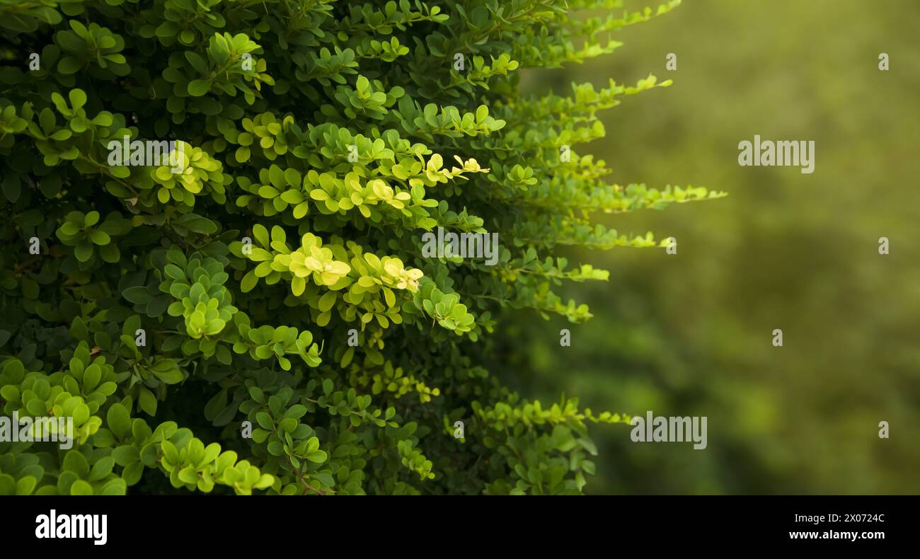 Grüne Blätter mit Adern auf abstraktem Naturhintergrund Stockfoto