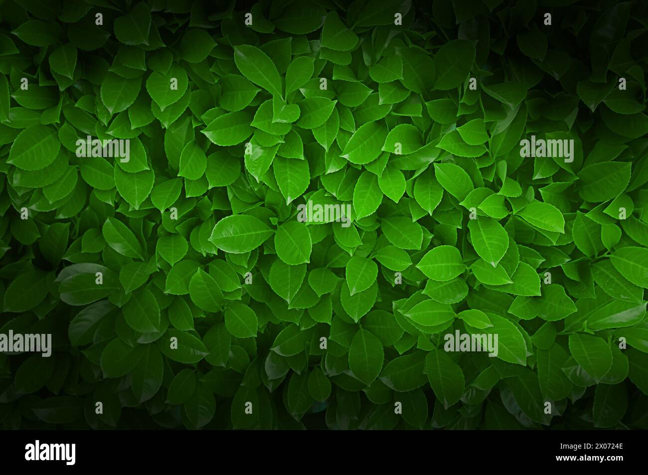 Grüne Blätter mit Adern auf abstraktem Naturhintergrund Stockfoto