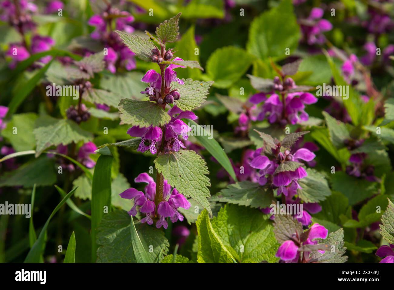 Taube Brennnessel, die im Wald blüht, Lamium purpureum. Die violetten Frühlingsblumen mit Blättern kommen ganz nah. Stockfoto