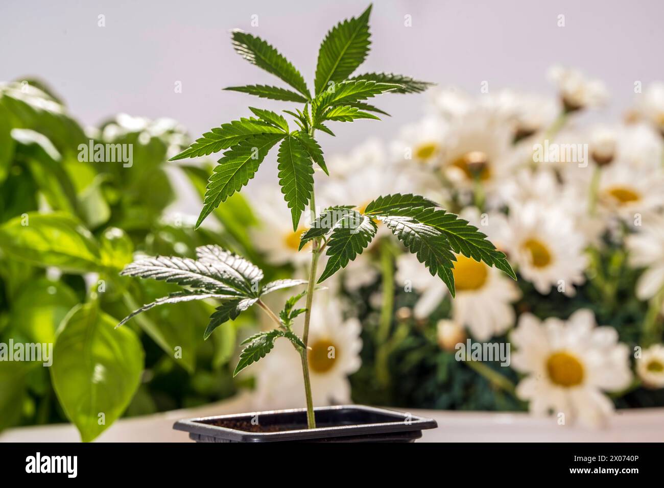 Cannabis Steckling, Anbau für den Eigenkonsum legal, Topfpflanzen, Cannabis-Legalisierung, München, April 2024 Deutschland, München, April 2024, Cannabis Steckling, mit anderen Topfpflanzen wie Basilikum und Margerite, Anbau zuhause, Cannabissorte Kerosin Krash, Hut 17 % THC-Gehalt, Steckling in der Natur-Erlebniswelt von Wenzel Cerveny in Aschheim gekauft, Preis 20 Euro, Cerveny will Indoor Hanf anbauen, einen Anbau-Verein Gründe, Symbolfoto Cannabis-Freigabe, Cannabis-Freigabe, Cannabis, Cannabis, Cannabis, Cannabis, Cannabis, Cannabis, jeder Erwachsene darf für den Eigenkonsum bis zu drei Cannabispflanzen anbauen, Bayern *** Cannabisschnitt Stockfoto