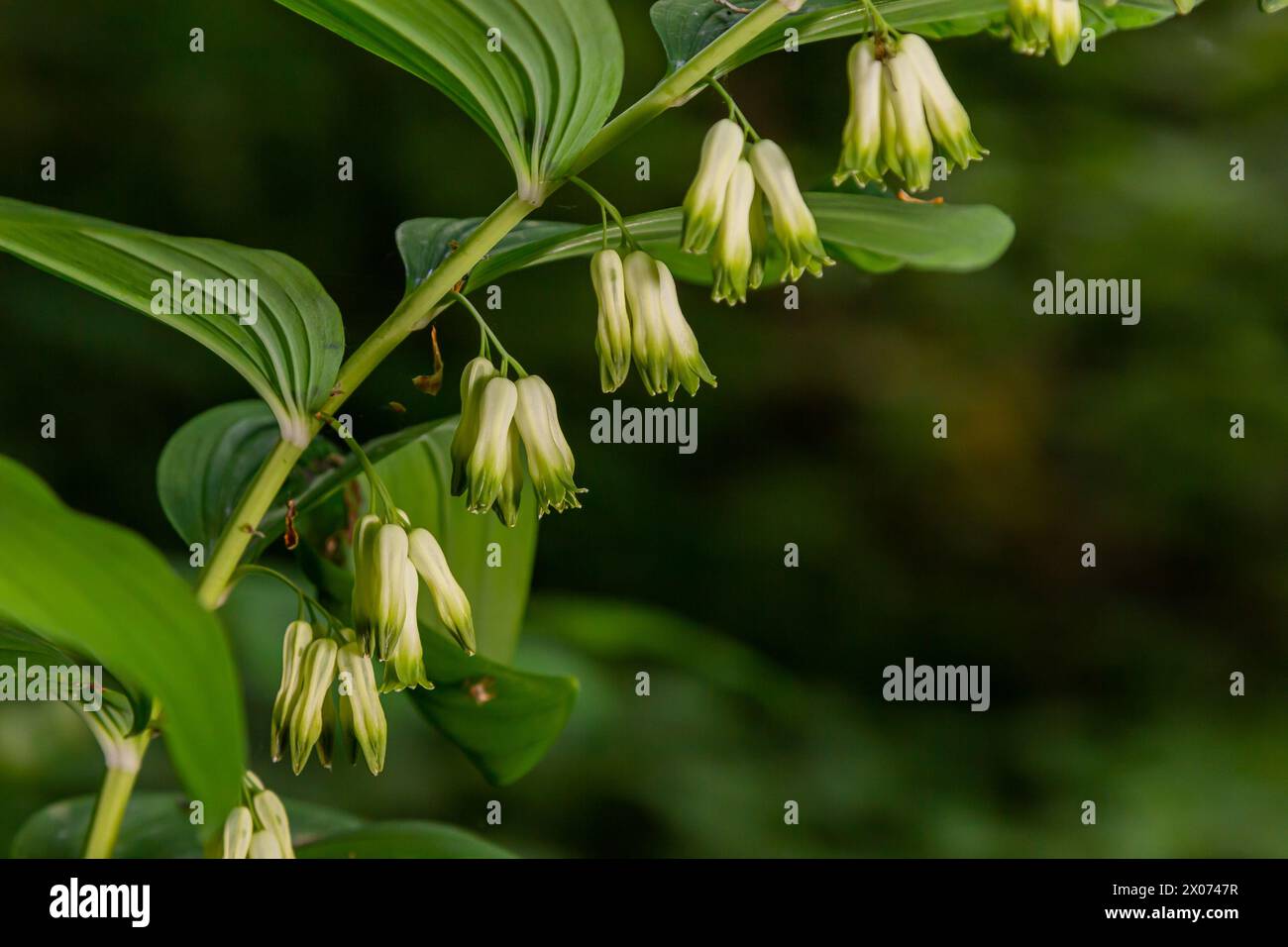 Polygonatum multiflorum, die Salomon-Robbe, Davids Harfe, die Leiter-zum-Himmel-Robbe oder die eurasische Salomon-Robbe, ist eine Art blühender Pflanze in der Familie Stockfoto