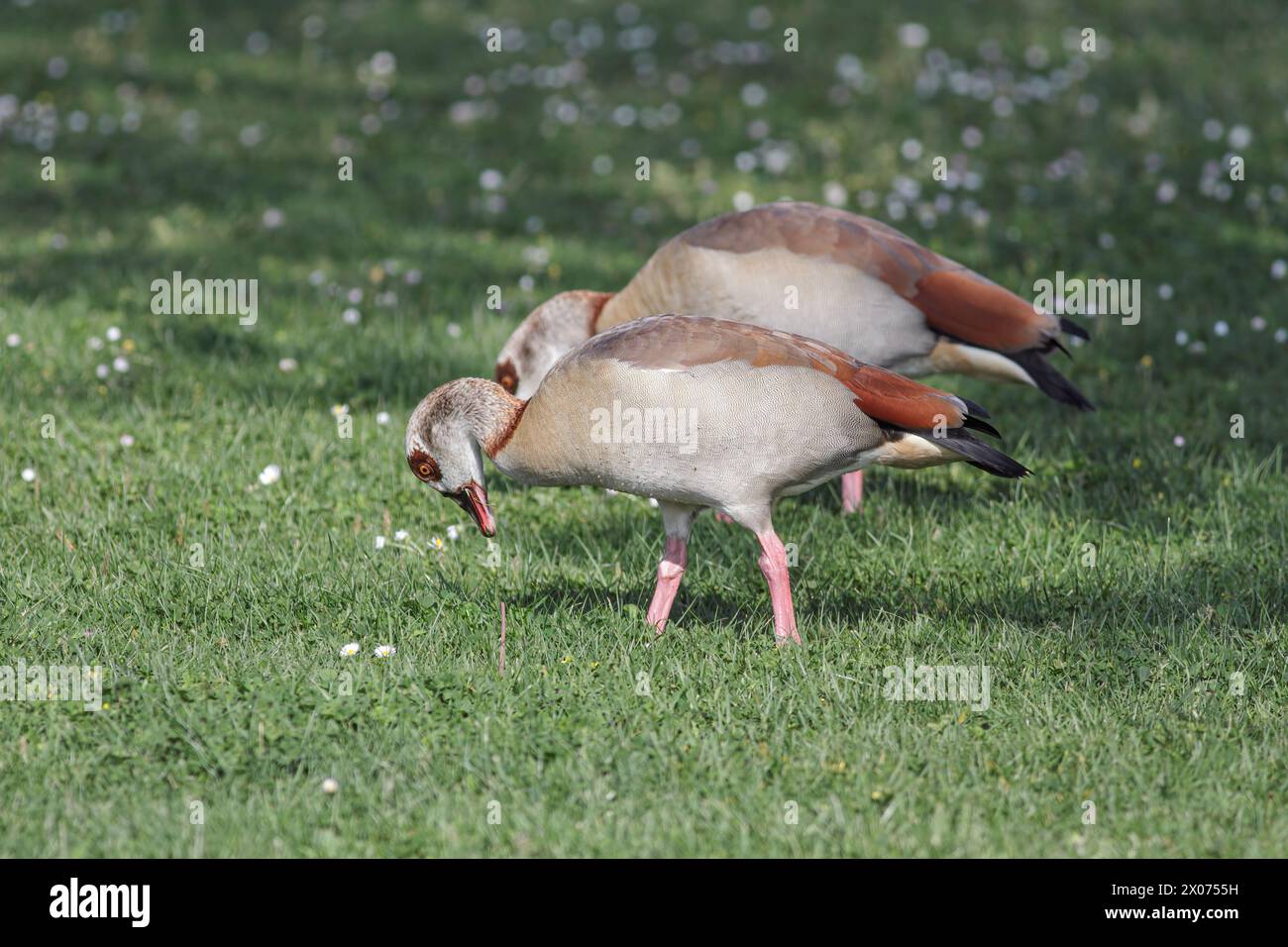Nahaufnahme einer ägyptischen Gans, die Gras isst, an der Grenze zum Fluss Douro, nördlich von Portugal. Stockfoto