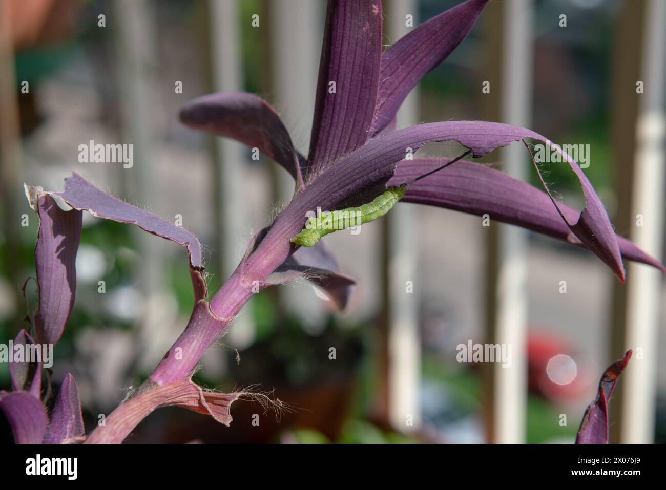 Ein grüner Wurm, der auf dunkelrosa oder violetten Blättern deutlich sichtbar ist, ernährt sich von einer Pflanze, nagt an ihren Blättern, bevor er sich in einen Schmetterling verwandelt und fliegt Stockfoto