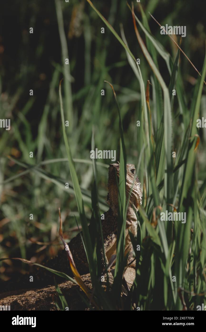 Wildlife in Bloom: Eine heimliche Begegnung mit einer Echse inmitten des Refugiums der Natur Stockfoto