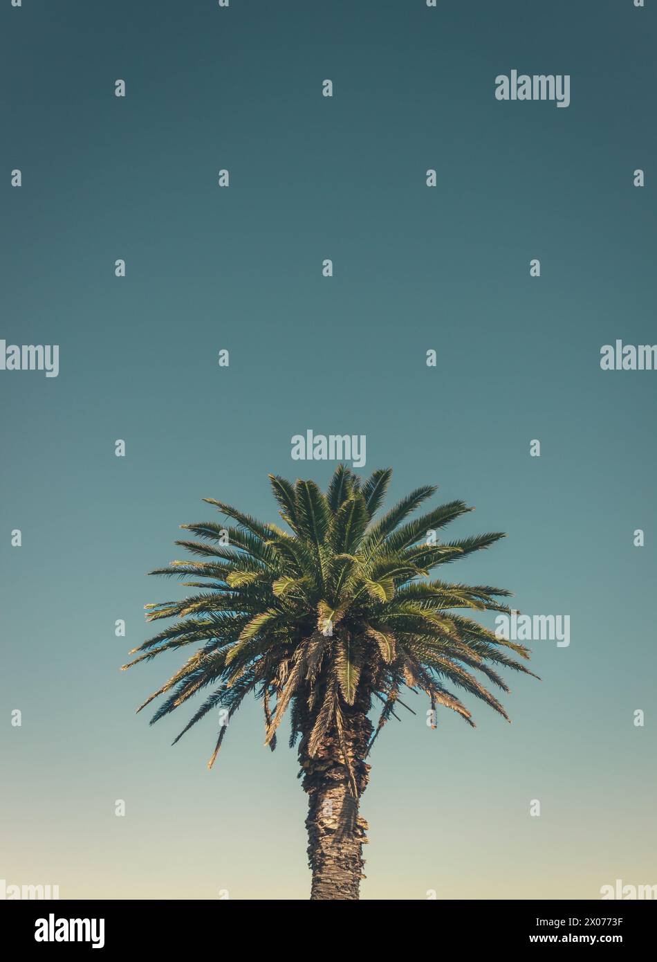 Sydney Sundown Serenity: Solitary Palm Against Bunte Sky in Australian Landscape Stockfoto