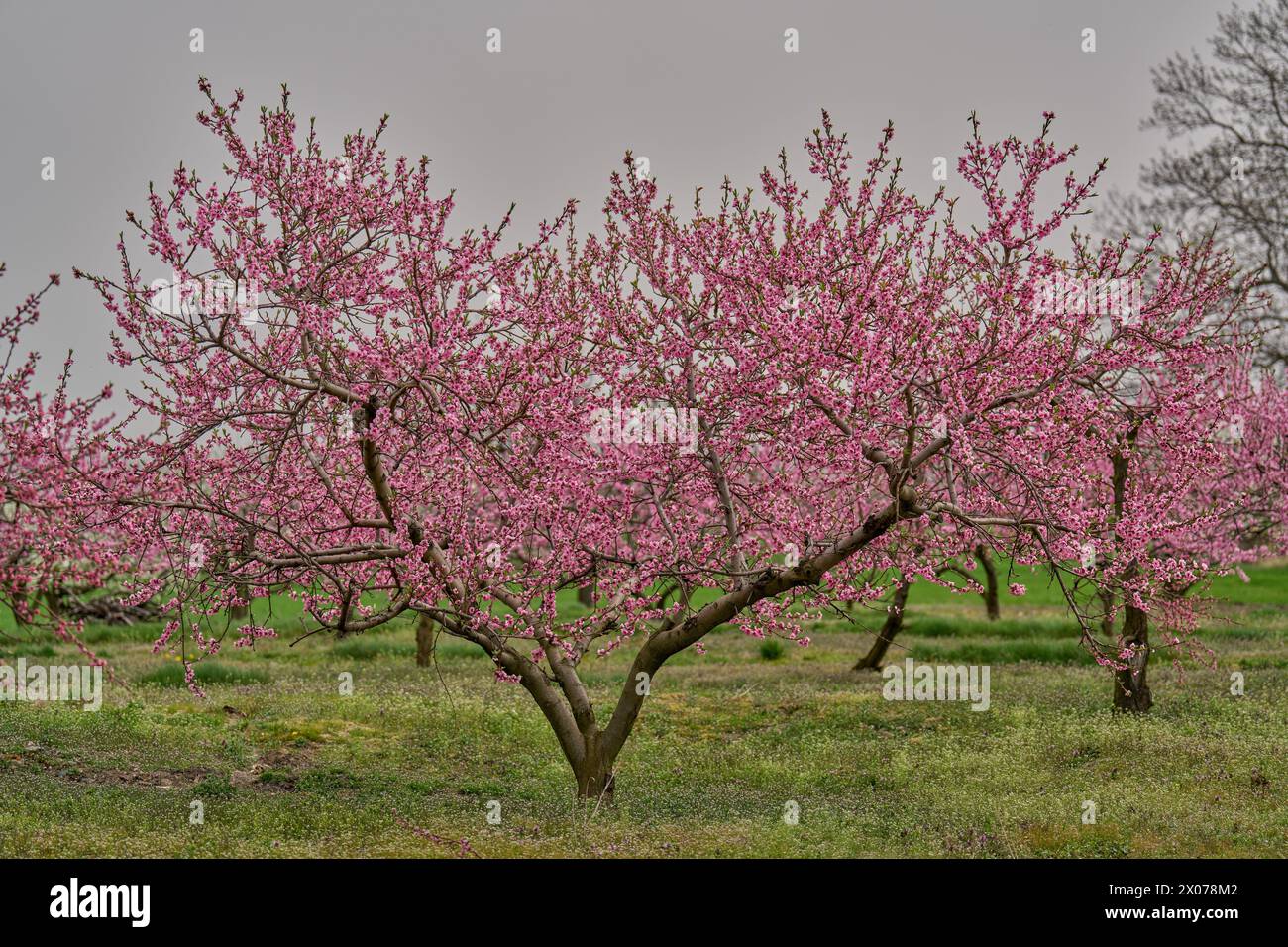 Pfirsichbäume in voller Blüte Pfirsichblüte Stockfoto