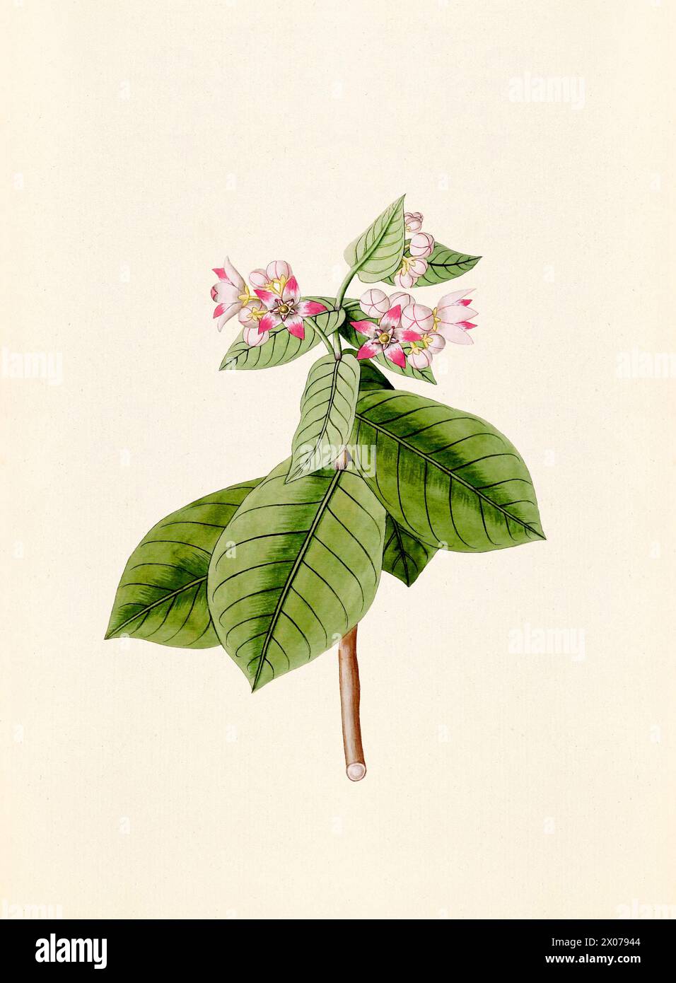 Botanische Vintage-Illustration aus einem Buch aus dem 18. Jahrhundert, das indianische Pflanzen zeigt. Stockfoto