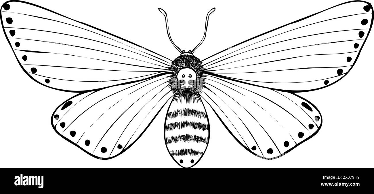 Illustration des Mottenvektors. Zeichnung von NachtButterfly gemalt mit schwarzen Tinten im Umrissstil. Ätzen von fliegenden Insekten mit linearen Flügeln. Hawkmut mit Schädelzeichnung. Skizze eines Tieres für das Druckdesign. Stock Vektor