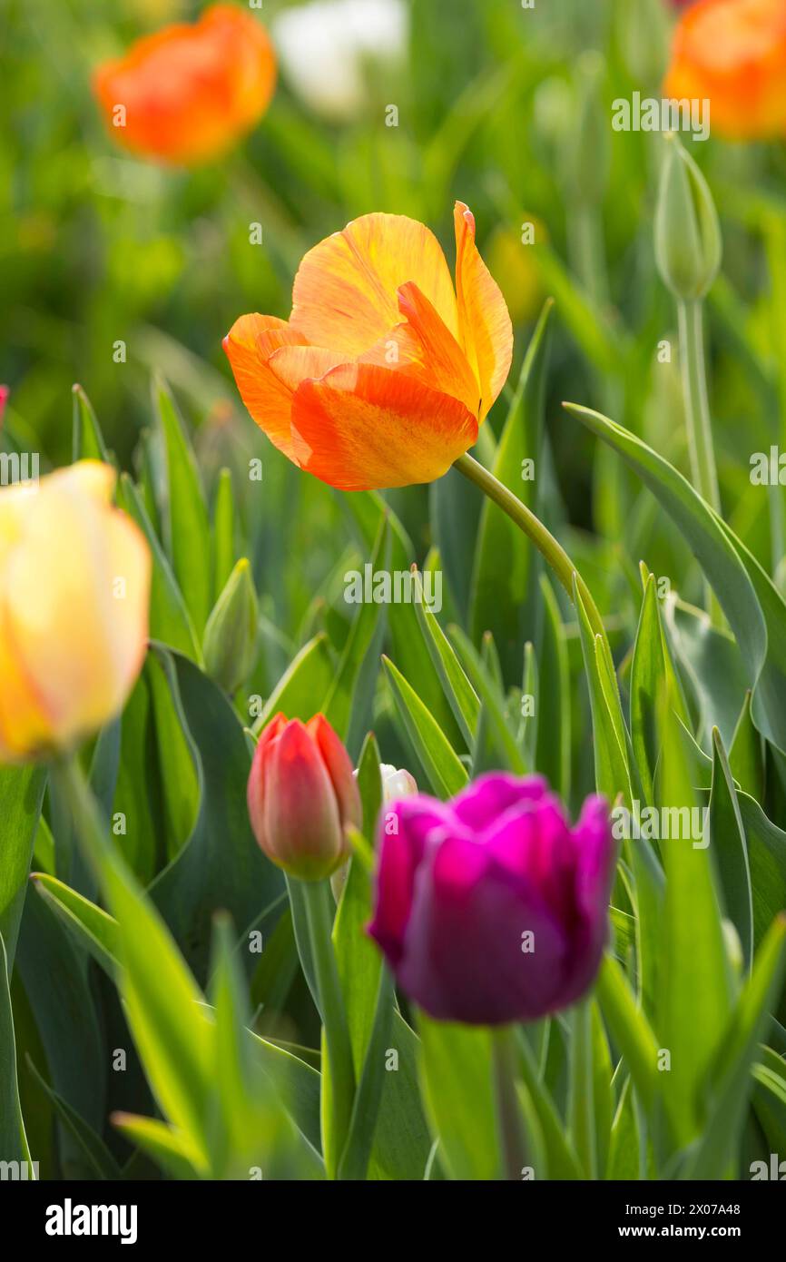 Bunt blühende Tulpen tulpia auf einem Feld zum Selberschneiden von Blumen in Katzenberg, Nossen, Sachsen, Deutschland *** bunt blühende Tulpen tulpia auf einem Feld zum Selberschneiden von Blumen in Katzenberg, Nossen, Sachsen, Deutschland Stockfoto