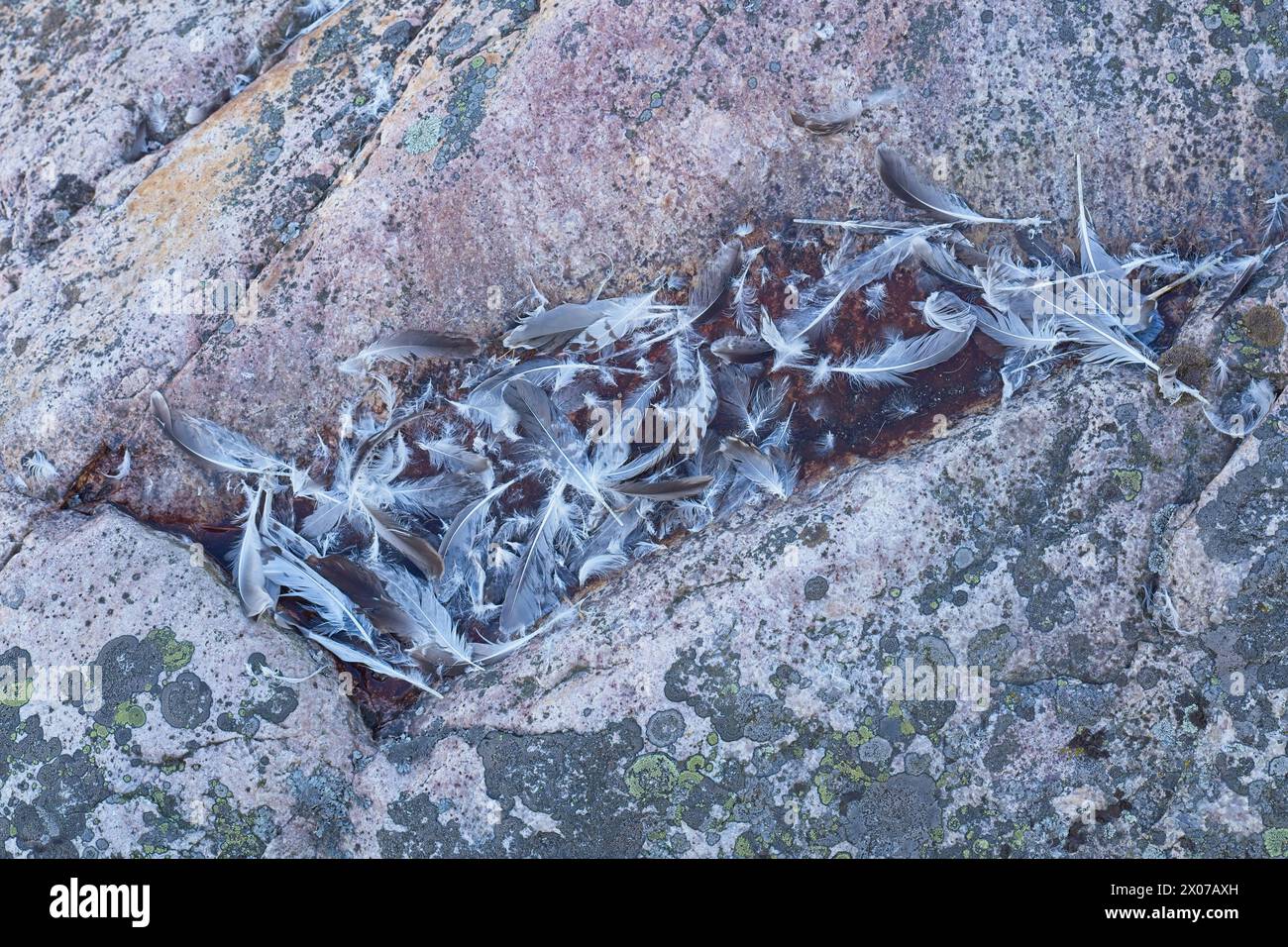 Nahaufnahme von gerupften Vogelfedern in einem kleinen Teich auf Felsen im Sommer. Stockfoto