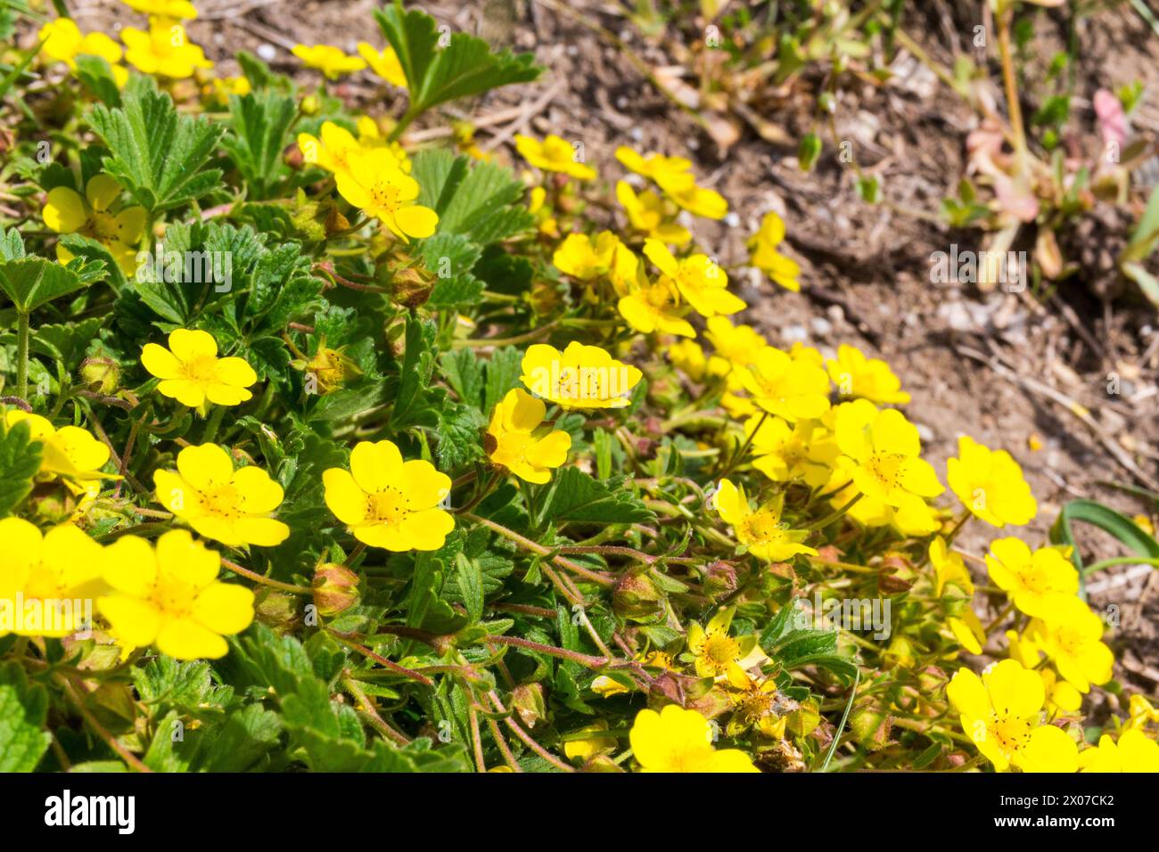 Frühlings-Cinquefoil (Potentilla neumanniana) blüht im Frühjahr März, Becsi-domb, Sopron, Ungarn Stockfoto