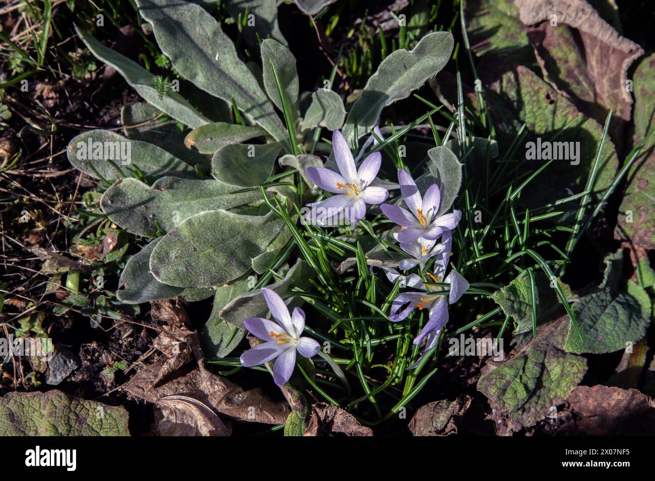 Frühkrokus (Crocus tommasinianus) april 2024, schweden Stockfoto