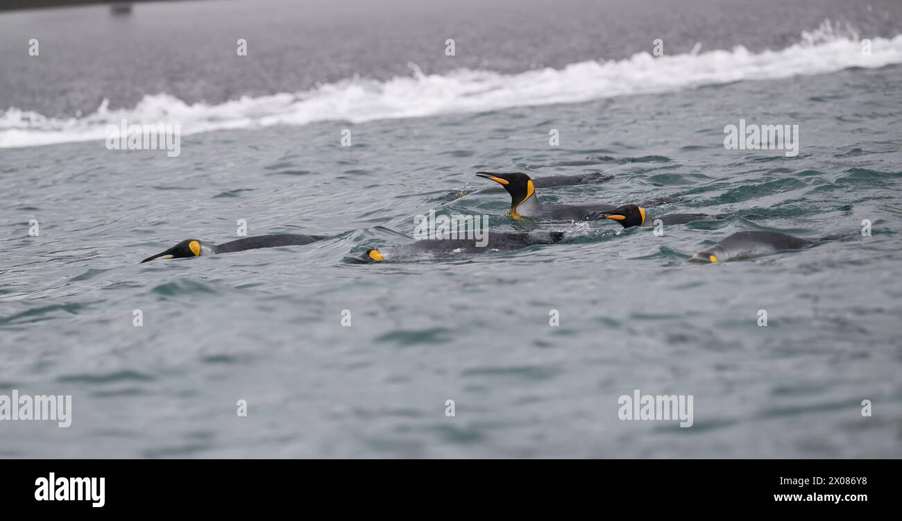 Pinguin King (Aptenodytes patagonicus) Schwimmen, in der großen Zuchtkolonie Right Whale Bay, Südgeorgien, Januar 2024 Stockfoto