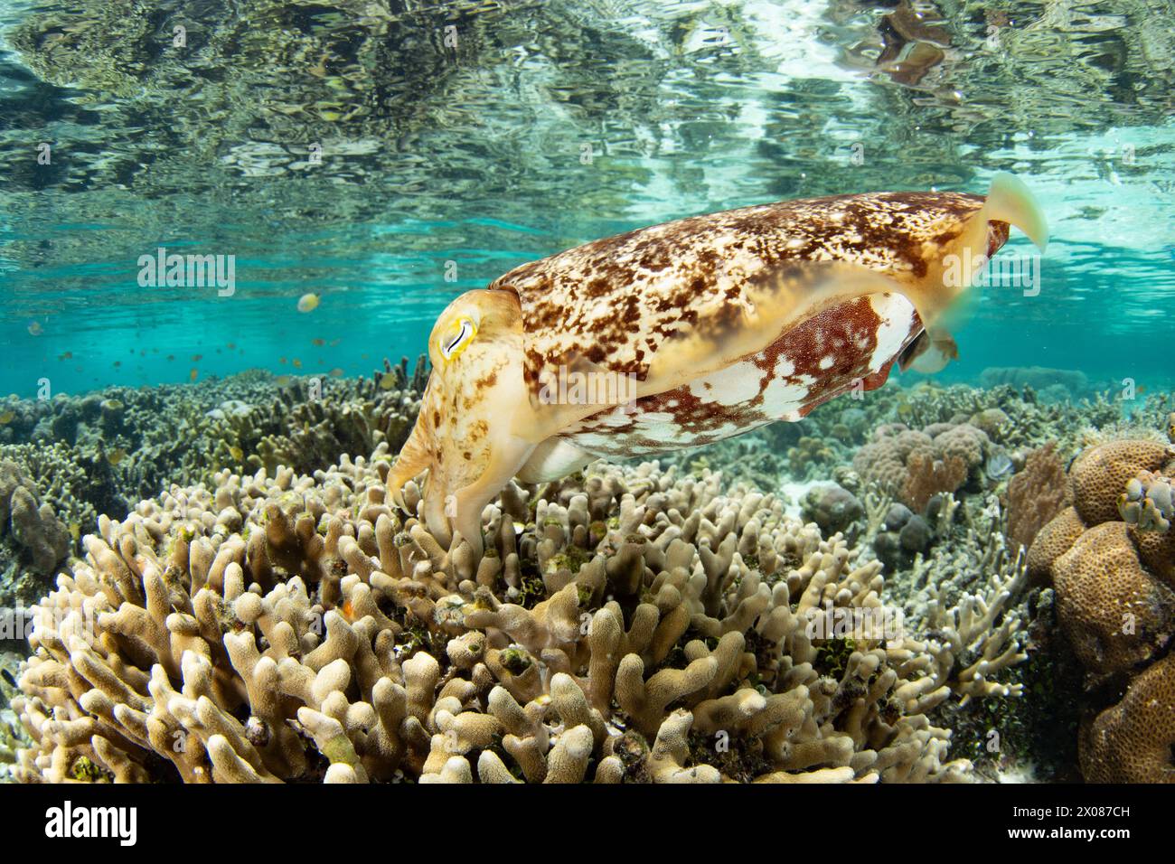 Ein Broadclub Tintenfisch legt ihre Eier in einer flachen Korallenkolonie in Raja Ampat, Indonesien. Die Eier entwickeln sich etwa 30 Tage vor dem Schlüpfen. Stockfoto
