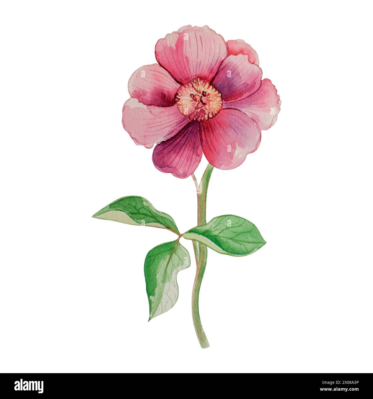 Rosa Pfingstrose, Stiel, grün, Blütenblatt, Frühlingsblume, Blatt. Die Abbildung ist in Aquarell auf weißem Hintergrund gemalt. Ideal für Dekoration, Karten Stockfoto