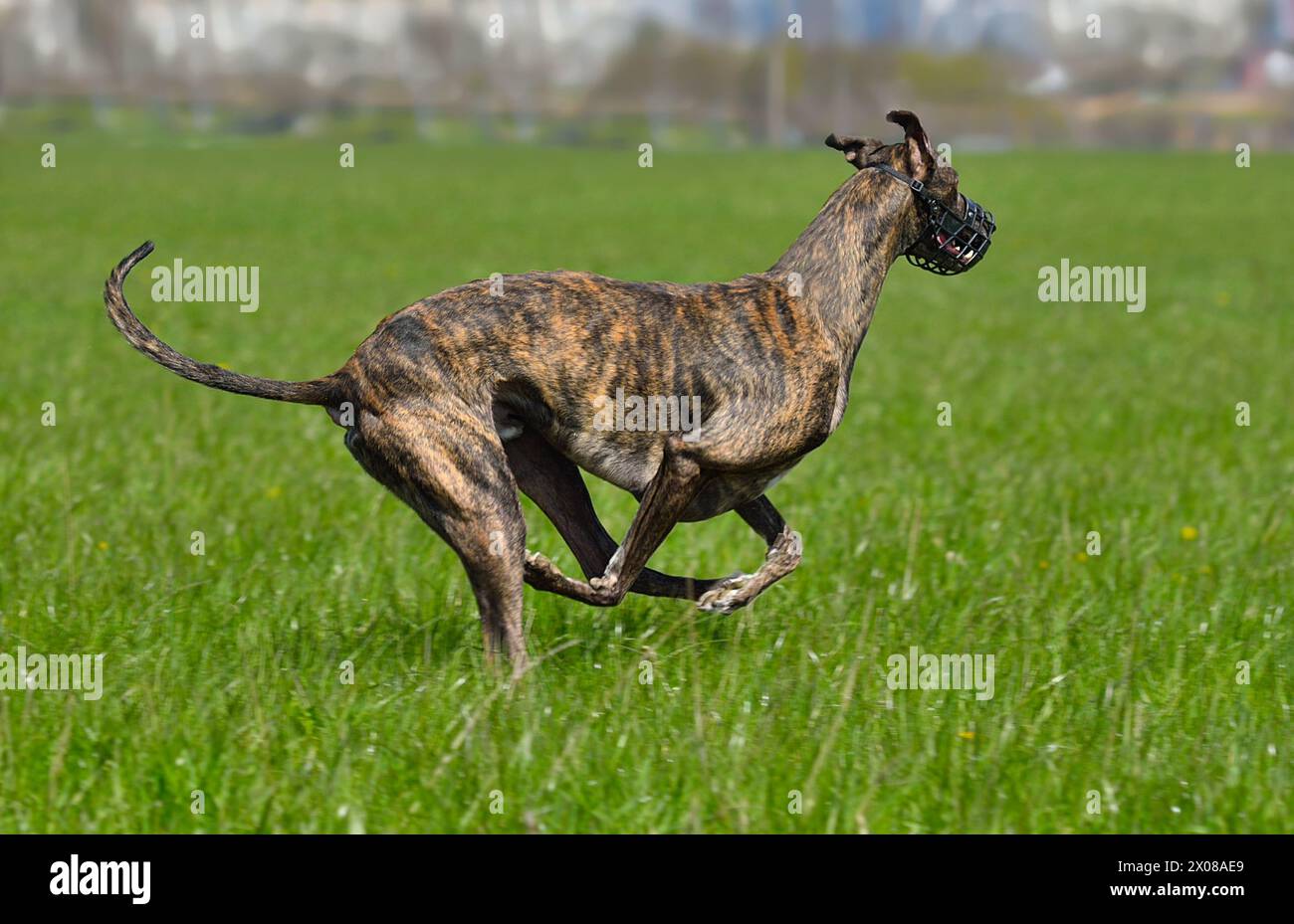 Greyhound verfolgt Köder-Köder-Coursing-Wettkämpfe auf dem Feld Stockfoto