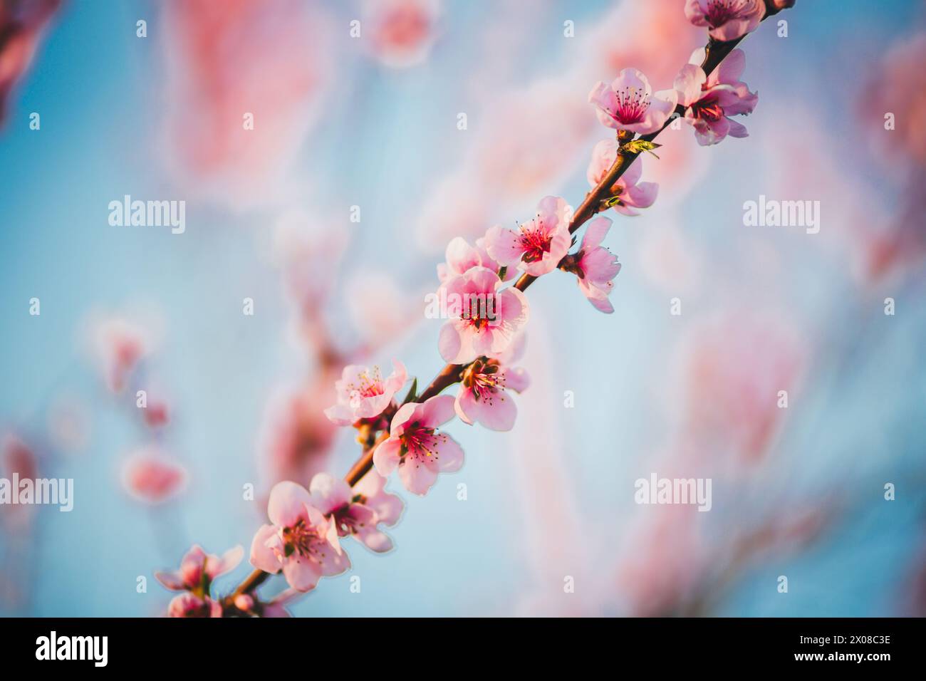 Blühende Aprikose Baum Stockfoto