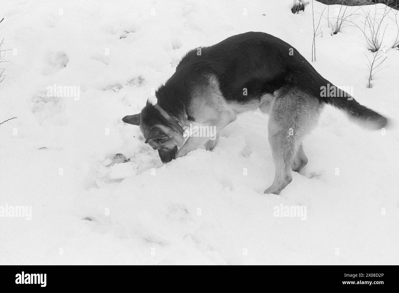 Aktuell 9. - 8. - 1973: Norwegens neuer Film starDer Polizeihund Faiko hat große Erfolge als Filmstar bei der Dreharbeiten zu Jack Londons Buch When the Wild Beast Wakes Up. Sein Co-Star in dem Film ist Charlton Heston. Faiko erhielt die besten Bewertungen. Er ist keine Prima-donna geworden. Die Pfoten sind auf dem Boden. Der Hund gehört dem Polizisten Olav Pedersen, der auch eine kleine Rolle im Film als Red Sweater spielte. „Von all den zusätzlichen Rollen musste ich natürlich diese bekommen“, sagt Pedersen, der im Film mit einem Stock als Tiermissbraucher fungiert. Foto: Odd Ween / aktuell / NTB ***FOTO N Stockfoto