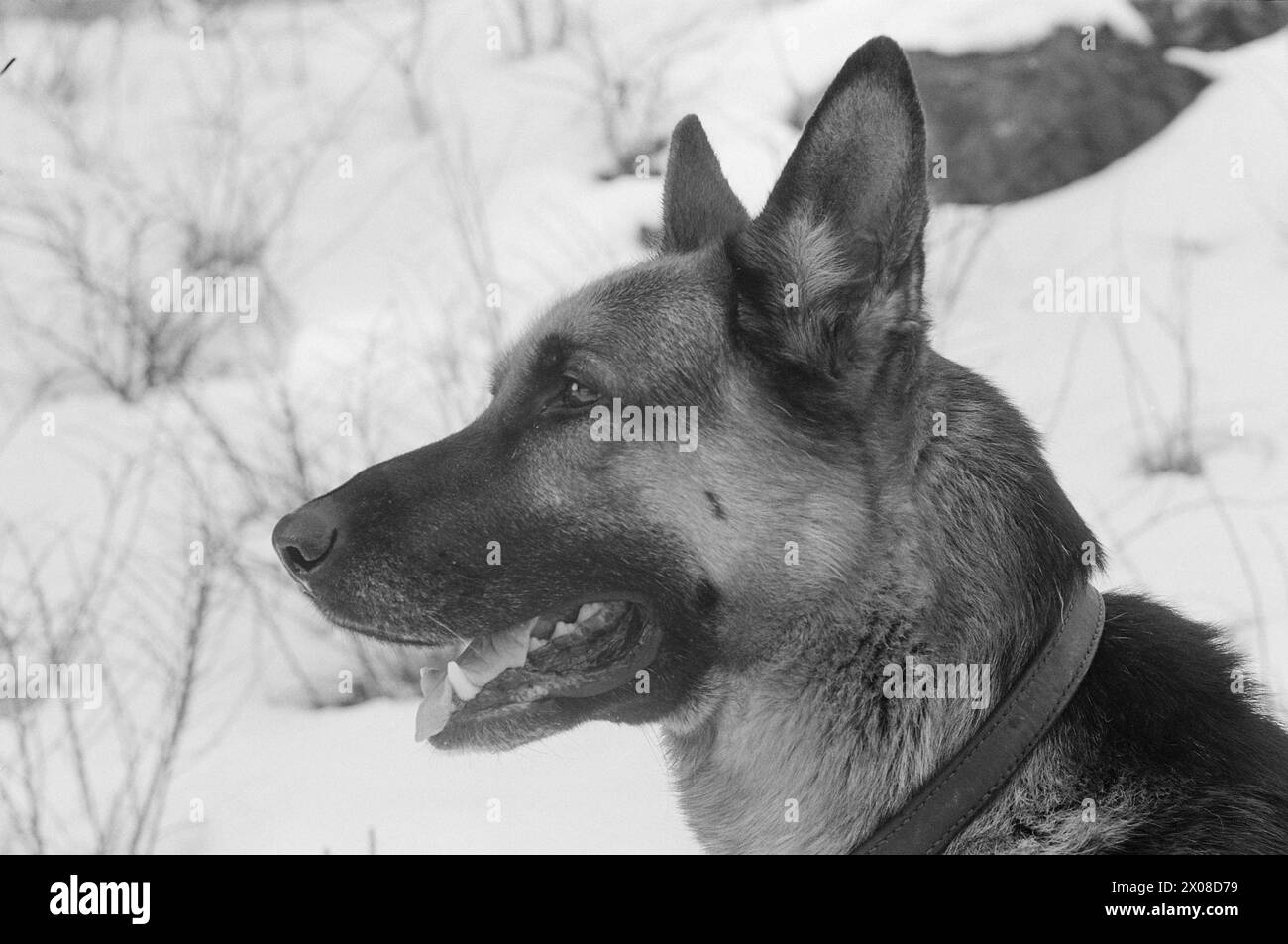 Aktuell 9. - 8. - 1973: Norwegens neuer Film starDer Polizeihund Faiko hat große Erfolge als Filmstar bei der Dreharbeiten zu Jack Londons Buch When the Wild Beast Wakes Up. Sein Co-Star in dem Film ist Charlton Heston. Faiko erhielt die besten Bewertungen. Er ist keine Prima-donna geworden. Die Pfoten sind auf dem Boden. Der Hund gehört dem Polizisten Olav Pedersen, der auch eine kleine Rolle im Film als Red Sweater spielte. „Von all den zusätzlichen Rollen musste ich natürlich diese bekommen“, sagt Pedersen, der im Film mit einem Stock als Tiermissbraucher fungiert. Foto: Odd Ween / aktuell / NTB ***FOTO N Stockfoto