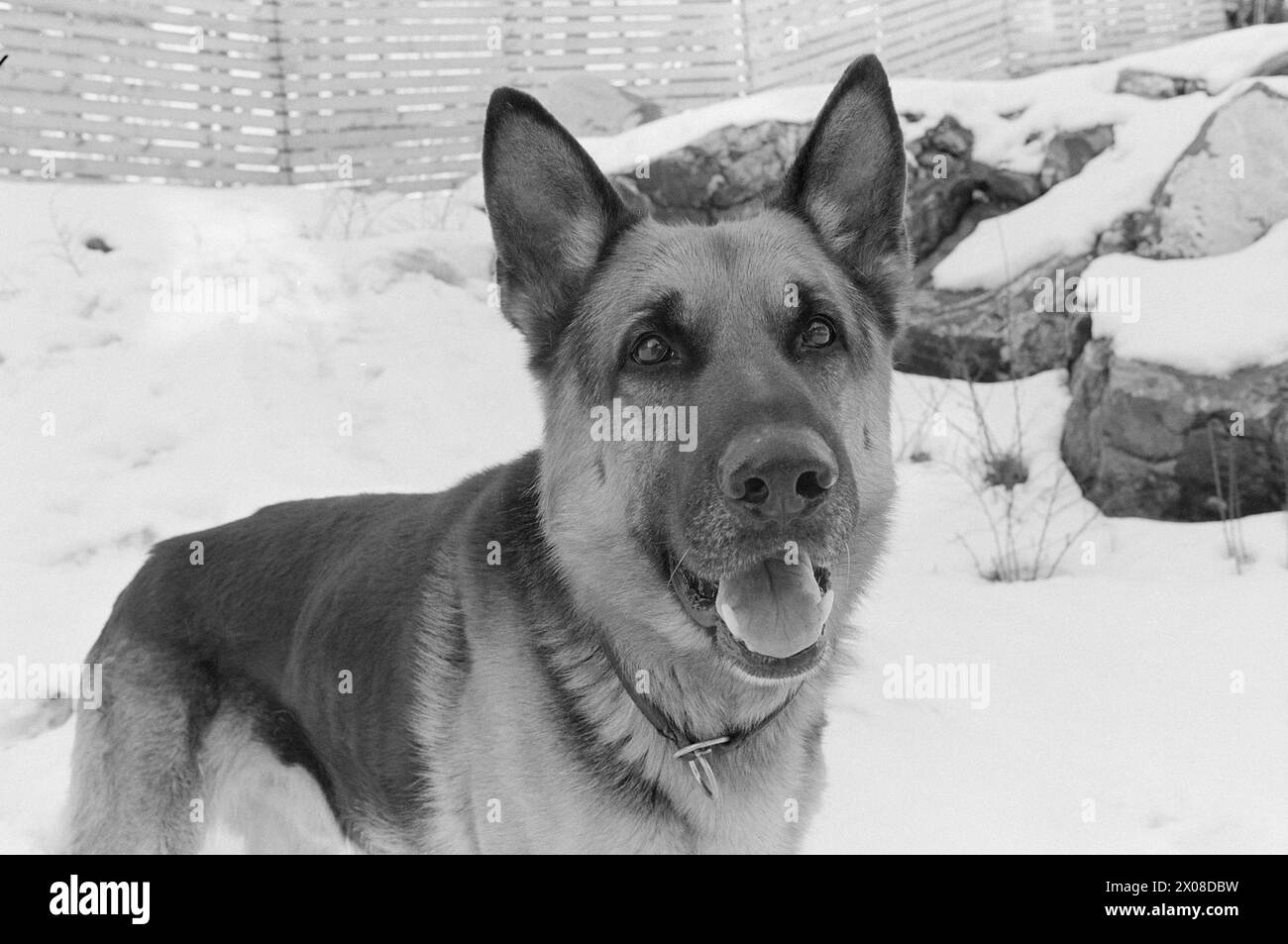 Aktuell 9. - 8. - 1973: Norwegens neuer Film starDer Polizeihund Faiko hat große Erfolge als Filmstar bei der Dreharbeiten zu Jack Londons Buch When the Wild Beast Wakes Up. Sein Co-Star in dem Film ist Charlton Heston. Faiko erhielt die besten Bewertungen. Er ist keine Prima-donna geworden. Die Pfoten sind auf dem Boden. Der Hund gehört dem Polizisten Olav Pedersen, der auch eine kleine Rolle im Film als Red Sweater spielte. „Von all den zusätzlichen Rollen musste ich natürlich diese bekommen“, sagt Pedersen, der im Film mit einem Stock als Tiermissbraucher fungiert. Foto: Odd Ween / aktuell / NTB ***FOTO N Stockfoto