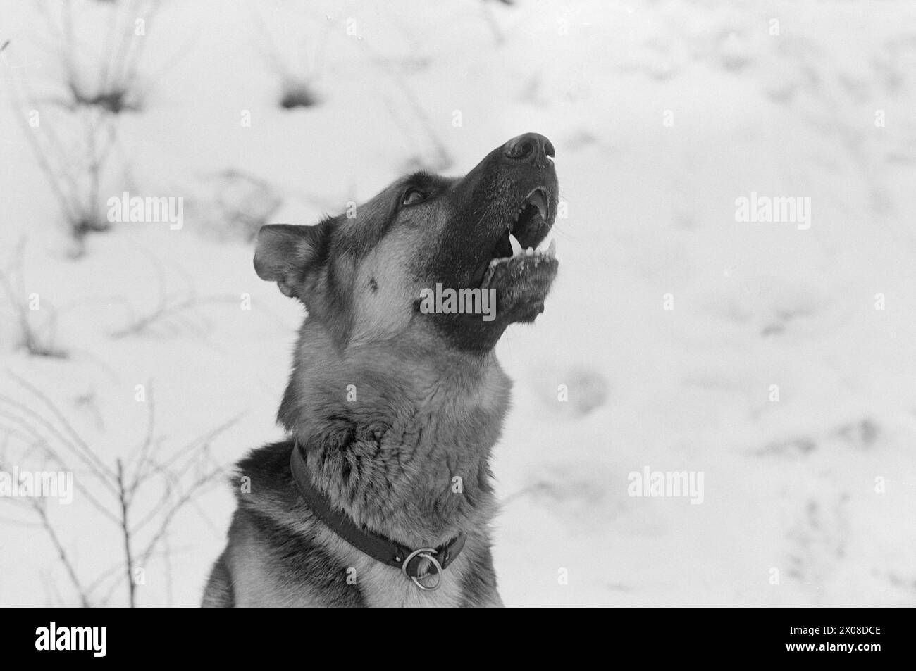 Aktuell 9. - 8. - 1973: Norwegens neuer Film starDer Polizeihund Faiko hat große Erfolge als Filmstar bei der Dreharbeiten zu Jack Londons Buch When the Wild Beast Wakes Up. Sein Co-Star in dem Film ist Charlton Heston. Faiko erhielt die besten Bewertungen. Er ist keine Prima-donna geworden. Die Pfoten sind auf dem Boden. Der Hund gehört dem Polizisten Olav Pedersen, der auch eine kleine Rolle im Film als Red Sweater spielte. „Von all den zusätzlichen Rollen musste ich natürlich diese bekommen“, sagt Pedersen, der im Film mit einem Stock als Tiermissbraucher fungiert. Foto: Odd Ween / aktuell / NTB ***FOTO N Stockfoto