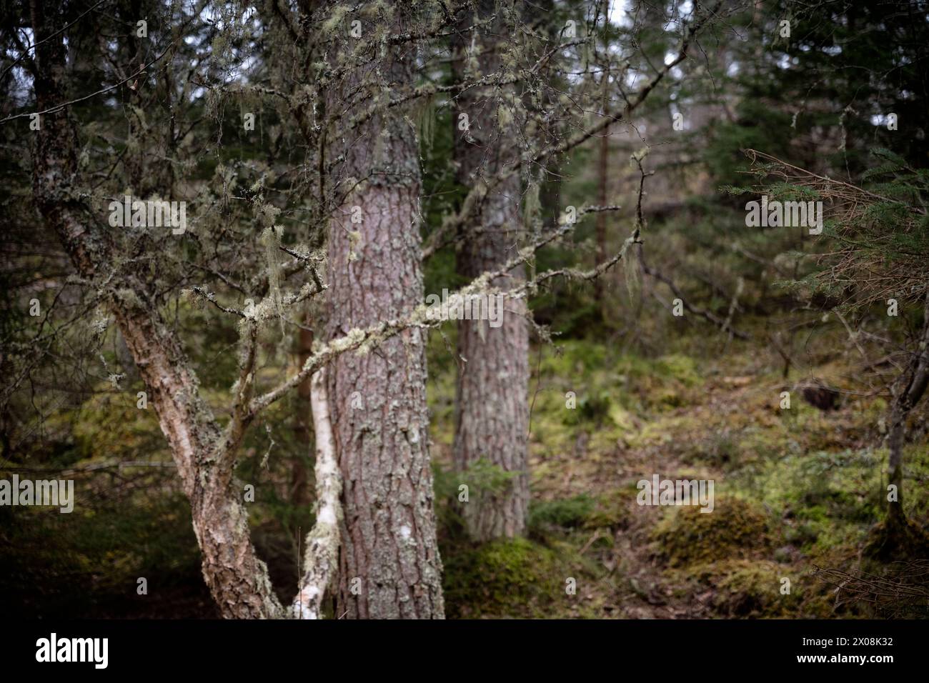 Ein Baum tropft mit Flechten in Clash Wood, Muir of Ord, in den Highlands von Schottland Stockfoto